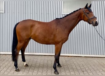 Oldenburger, Wallach, 4 Jahre, 170 cm, Brauner