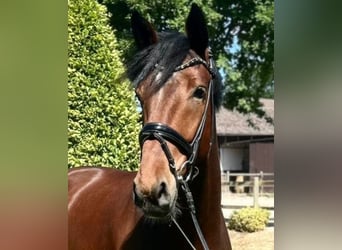 Oldenburger, Wallach, 4 Jahre, 170 cm, Dunkelbrauner