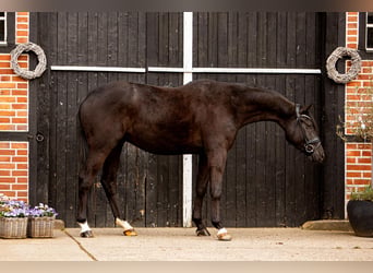 Oldenburger, Wallach, 4 Jahre, 170 cm, Dunkelbrauner