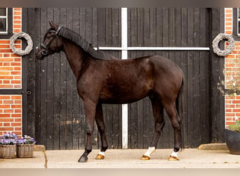 Oldenburger, Wallach, 4 Jahre, 170 cm, Dunkelbrauner