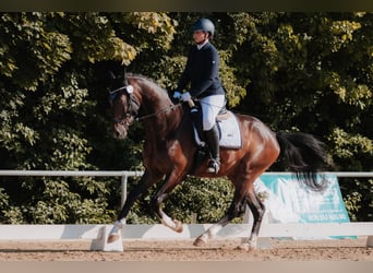 Oldenburger, Wallach, 4 Jahre, 170 cm, Dunkelbrauner