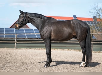 Oldenburger, Wallach, 4 Jahre, 170 cm, Dunkelbrauner