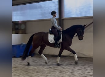 Oldenburger, Wallach, 4 Jahre, 170 cm, Dunkelbrauner