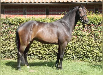 Oldenburger, Wallach, 4 Jahre, 170 cm, Dunkelbrauner