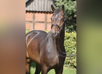 Oldenburger, Wallach, 4 Jahre, 170 cm, Dunkelbrauner