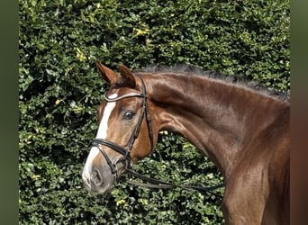 Oldenburger, Wallach, 4 Jahre, 170 cm, Dunkelfuchs