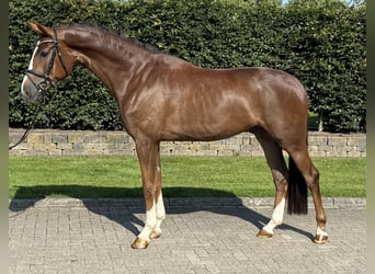 Oldenburger, Wallach, 4 Jahre, 170 cm, Dunkelfuchs