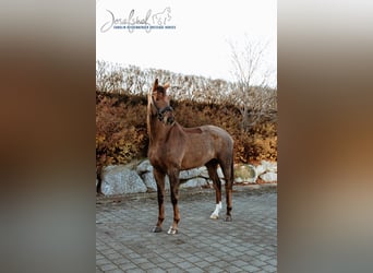 Oldenburger, Wallach, 4 Jahre, 170 cm, Dunkelfuchs