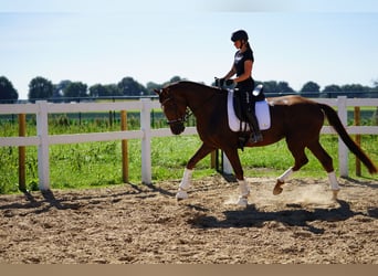 Oldenburger, Wallach, 4 Jahre, 170 cm, Dunkelfuchs