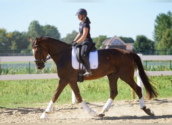 Oldenburger, Wallach, 4 Jahre, 170 cm, Dunkelfuchs
