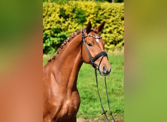 Oldenburger, Wallach, 4 Jahre, 170 cm, Fuchs