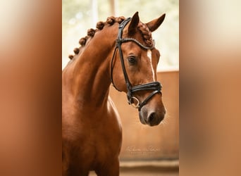 Oldenburger, Wallach, 4 Jahre, 170 cm, Fuchs
