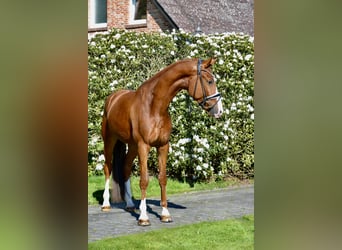 Oldenburger, Wallach, 4 Jahre, 170 cm, Fuchs