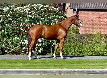 Oldenburger, Wallach, 4 Jahre, 170 cm, Fuchs