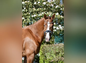 Oldenburger, Wallach, 4 Jahre, 170 cm, Fuchs