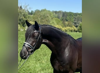 Oldenburger, Wallach, 4 Jahre, 170 cm, Rappe