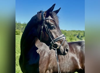 Oldenburger, Wallach, 4 Jahre, 170 cm, Rappe