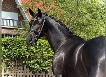 Oldenburger, Wallach, 4 Jahre, 170 cm, Rappe