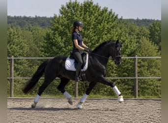 Oldenburger, Wallach, 4 Jahre, 170 cm, Rappe