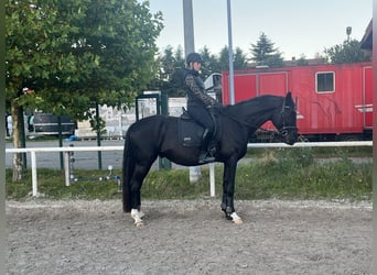 Oldenburger, Wallach, 4 Jahre, 170 cm, Rappe