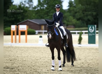 Oldenburger, Wallach, 4 Jahre, 170 cm, Rappe