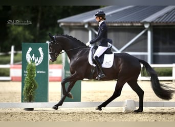 Oldenburger, Wallach, 4 Jahre, 170 cm, Rappe