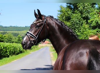 Oldenburger, Wallach, 4 Jahre, 170 cm, Rappe