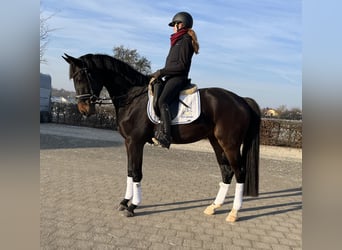 Oldenburger, Wallach, 4 Jahre, 170 cm, Schwarzbrauner