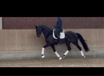 Oldenburger, Wallach, 4 Jahre, 170 cm, Schwarzbrauner