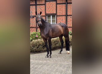 Oldenburger, Wallach, 4 Jahre, 171 cm, Brauner