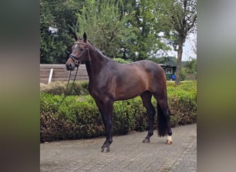 Oldenburger, Wallach, 4 Jahre, 171 cm, Brauner