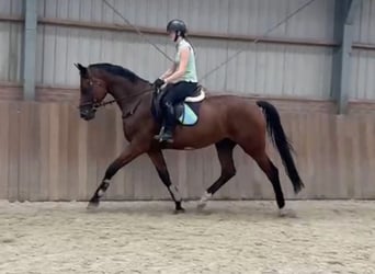 Oldenburger, Wallach, 4 Jahre, 171 cm, Brauner