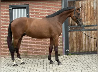 Oldenburger, Wallach, 4 Jahre, 171 cm, Brauner