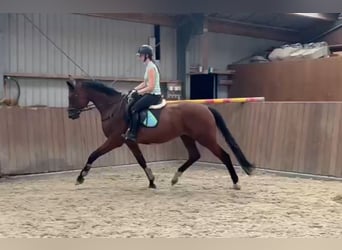 Oldenburger, Wallach, 4 Jahre, 171 cm, Brauner