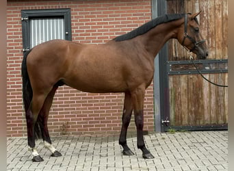 Oldenburger, Wallach, 4 Jahre, 171 cm, Brauner