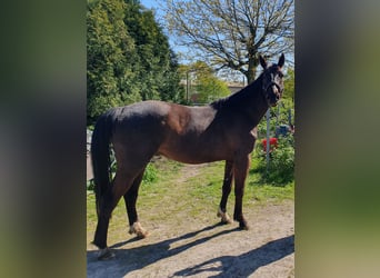 Oldenburger, Wallach, 4 Jahre, 171 cm, Dunkelbrauner
