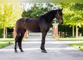 Oldenburger, Wallach, 4 Jahre, 171 cm, Dunkelbrauner
