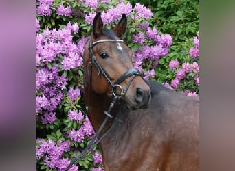 Oldenburger, Wallach, 4 Jahre, 171 cm, Dunkelbrauner