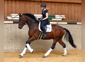 Oldenburger, Wallach, 4 Jahre, 171 cm, Dunkelbrauner