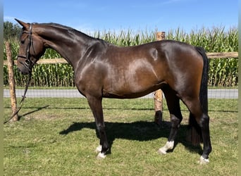 Oldenburger, Wallach, 4 Jahre, 171 cm, Dunkelbrauner