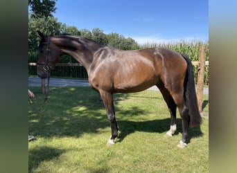Oldenburger, Wallach, 4 Jahre, 171 cm, Dunkelbrauner