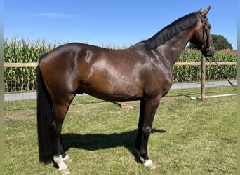 Oldenburger, Wallach, 4 Jahre, 171 cm, Dunkelbrauner