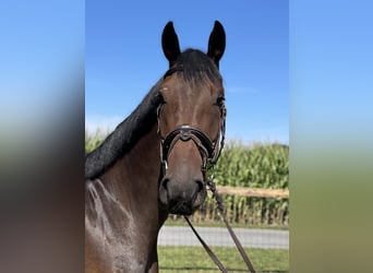 Oldenburger, Wallach, 4 Jahre, 171 cm, Dunkelbrauner
