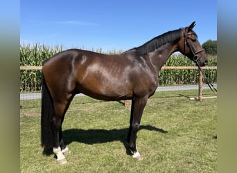Oldenburger, Wallach, 4 Jahre, 171 cm, Dunkelbrauner