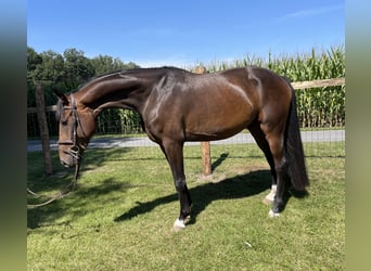 Oldenburger, Wallach, 4 Jahre, 171 cm, Dunkelbrauner