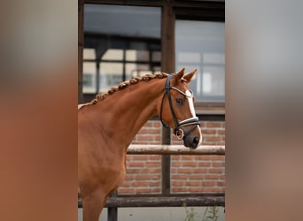 Oldenburger, Wallach, 4 Jahre, 171 cm, Fuchs