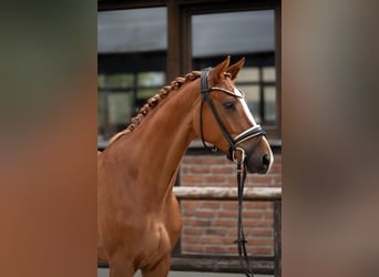 Oldenburger, Wallach, 4 Jahre, 171 cm, Fuchs