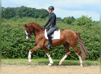 Oldenburger, Wallach, 4 Jahre, 171 cm, Fuchs