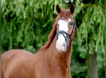 Oldenburger, Wallach, 4 Jahre, 171 cm, Fuchs