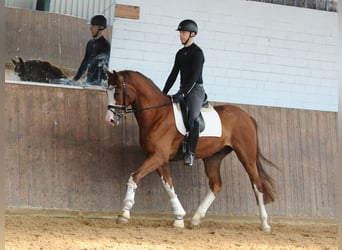 Oldenburger, Wallach, 4 Jahre, 171 cm, Fuchs